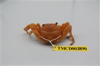 藏品(白紋方蟹)的圖片